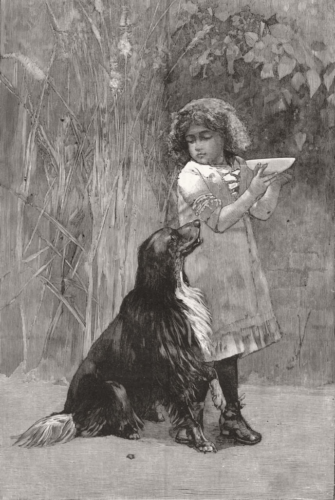 DOGS.